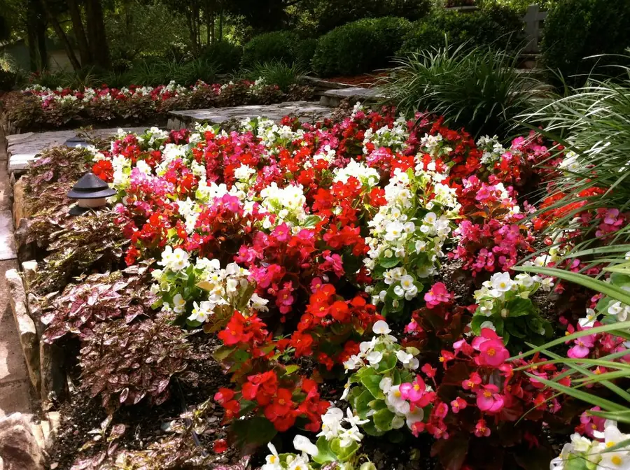 Flower bed in red and white bloom