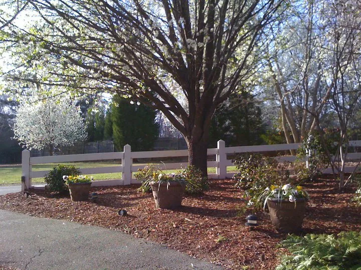 Spring blossoms along the fence line